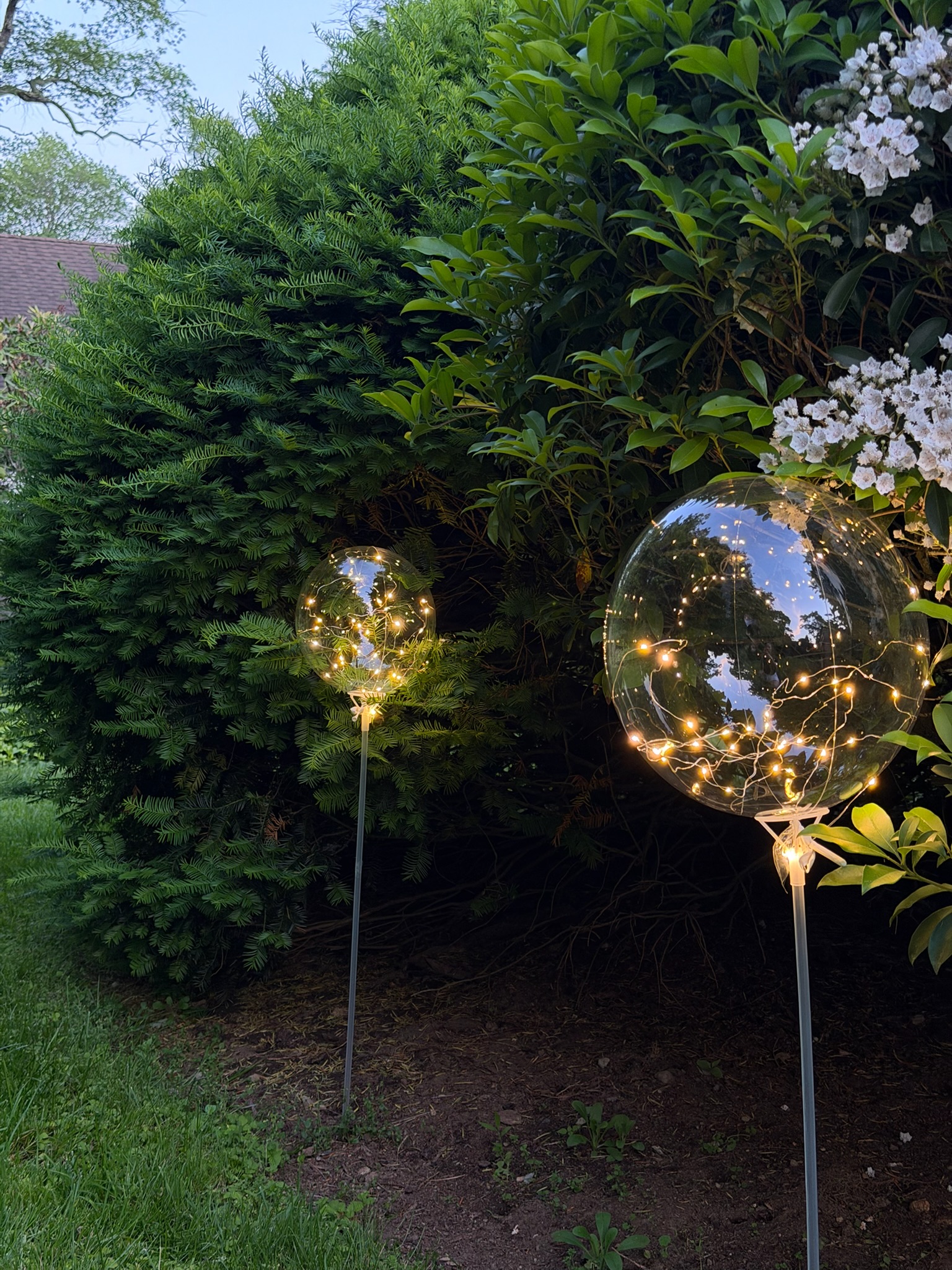 Two LED fairy light balloons among pine trees at dusk